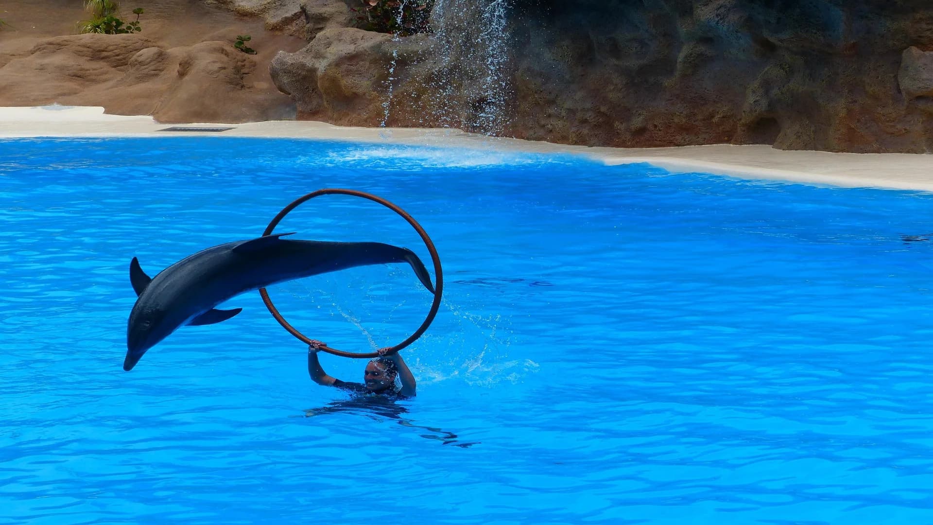 Dolphin World Hurghada – Dolphin & Walrus Show