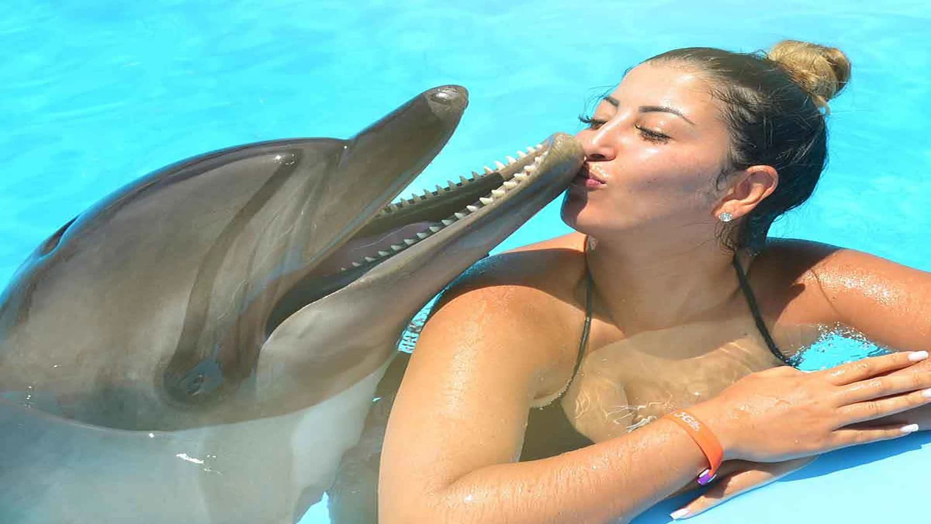 Dolphin Dream: Interactive Swim & Show in Hurghada