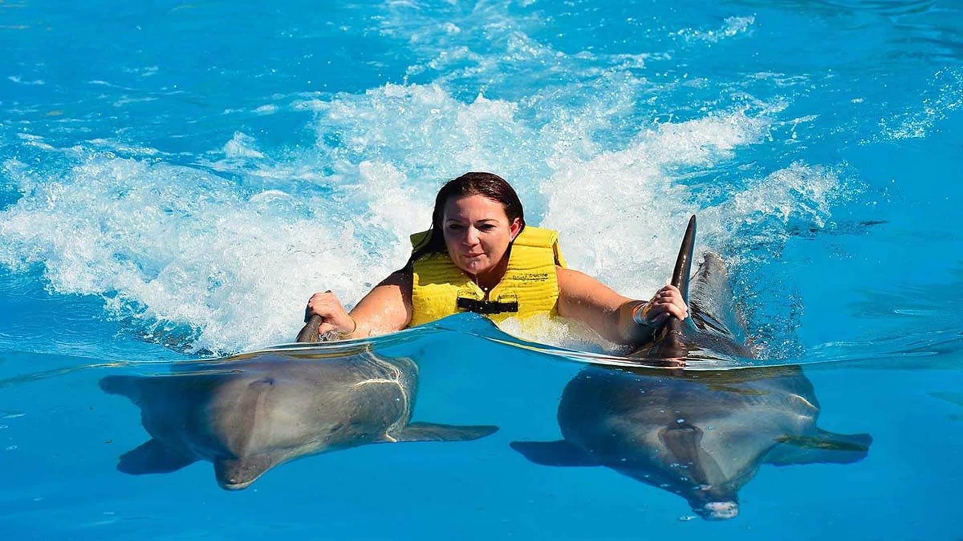 Dolphin Dream: Interactive Swim & Show in Hurghada
