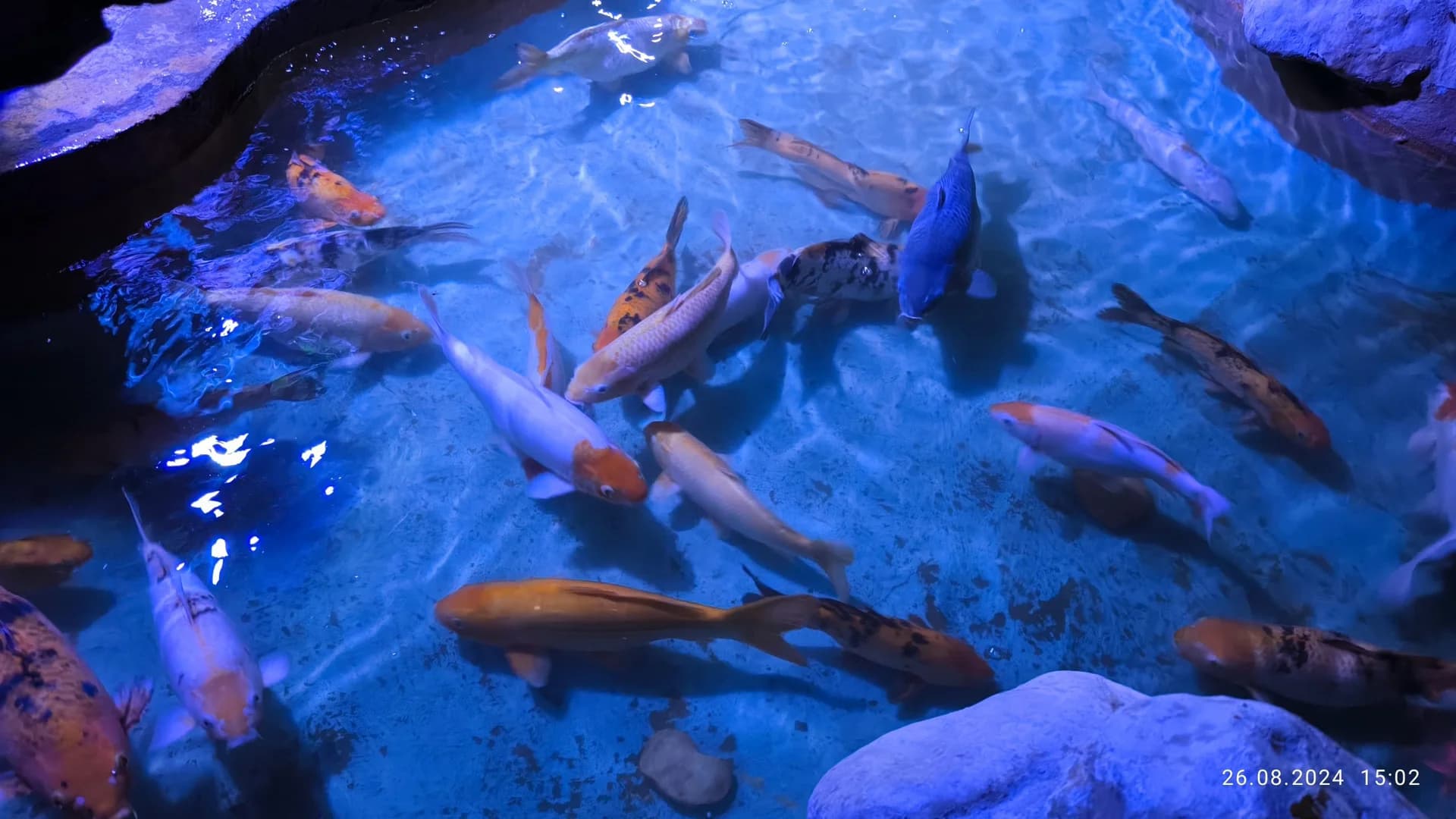 The Red Sea in Glass: Hurghada Grand Aquarium