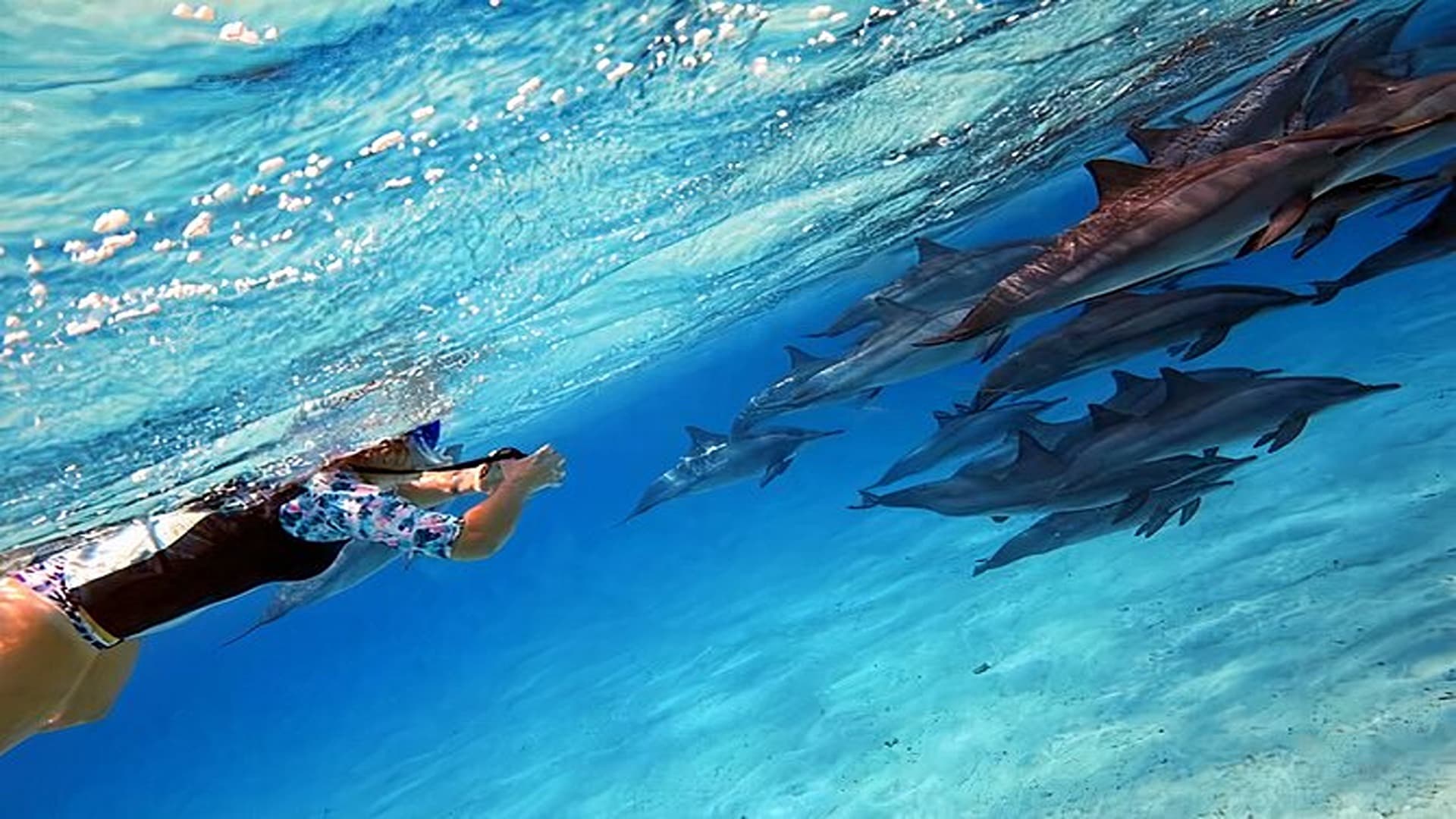 Sataya Magic: Swim with Wild Dolphins in Marsa Alam