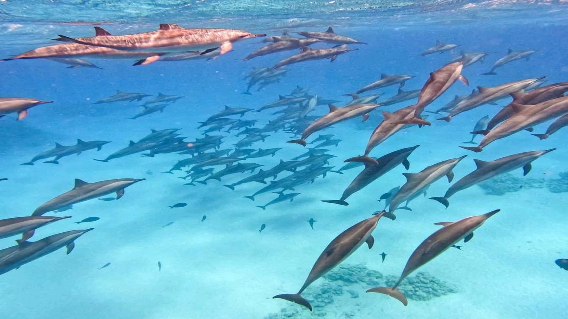 Sataya Magic: Swim with Wild Dolphins in Marsa Alam