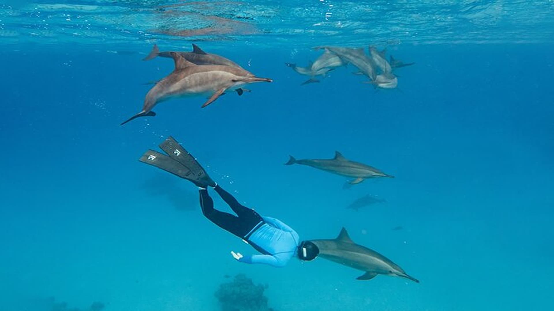 Dolphin Paradise: Samaday House in Marsa Alam