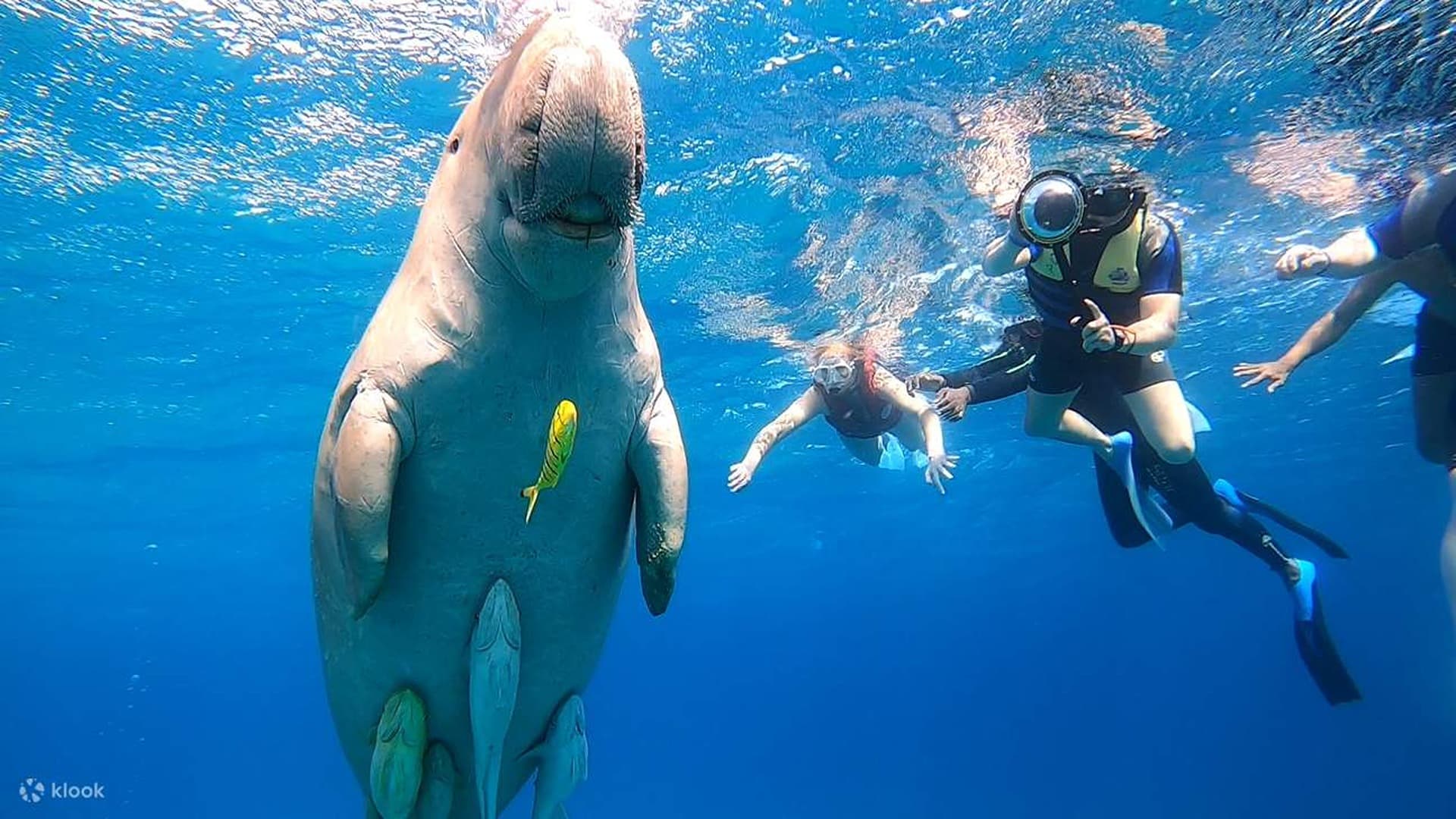 Marsa Mubarak: Sea Cow & Turtle Safari in Marsa Alam