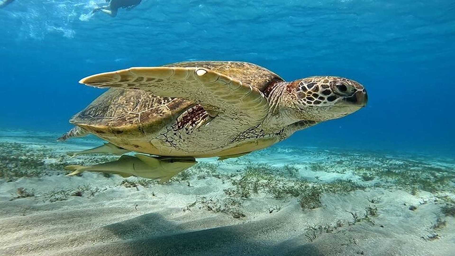 Marsa Mubarak: Sea Cow & Turtle Safari in Marsa Alam