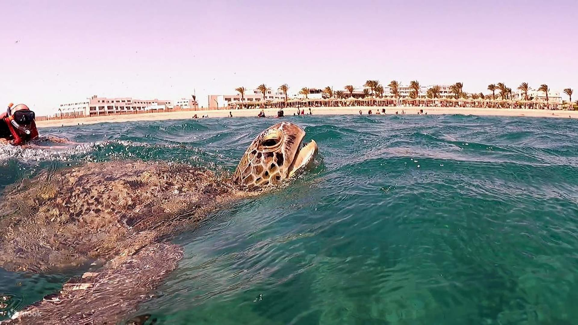 Marsa Mubarak: Sea Cow & Turtle Safari in Marsa Alam