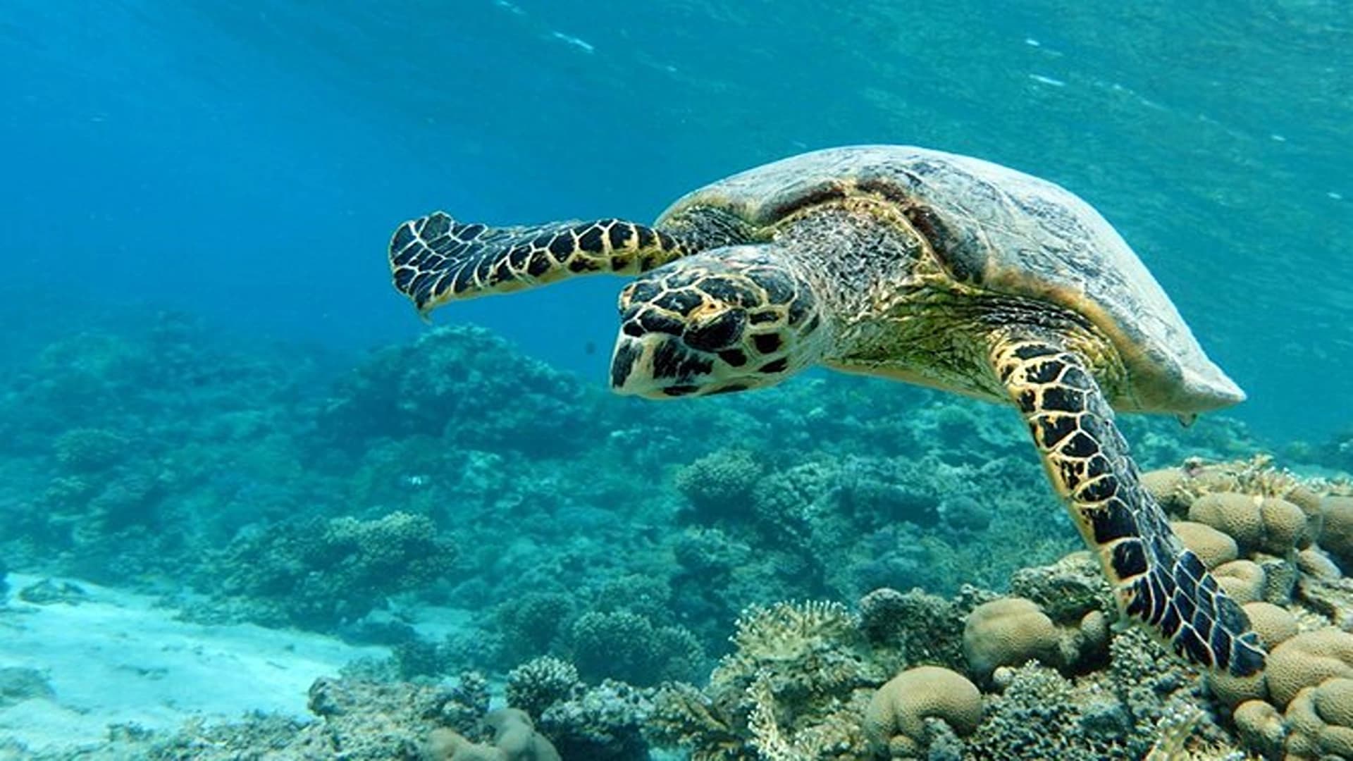 Abu Dabbab Bay: The Dugong & Turtle Paradise (Marsa Alam)