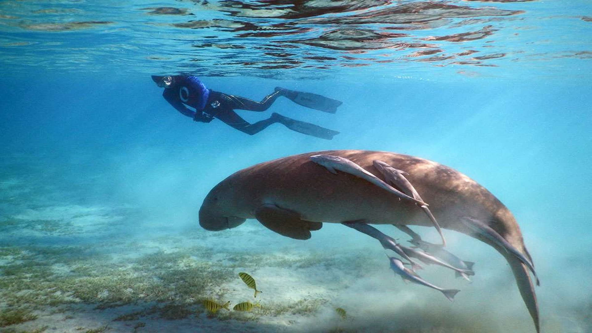 Dugong Discovery: Marsa Alam’s Marine Giants