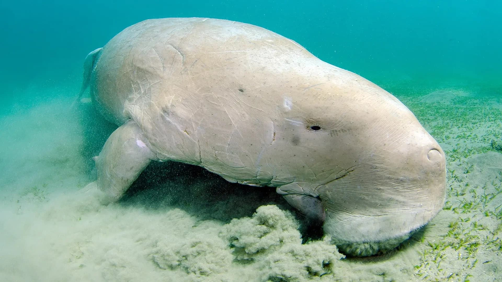 Dugong Discovery: Marsa Alam’s Marine Giants