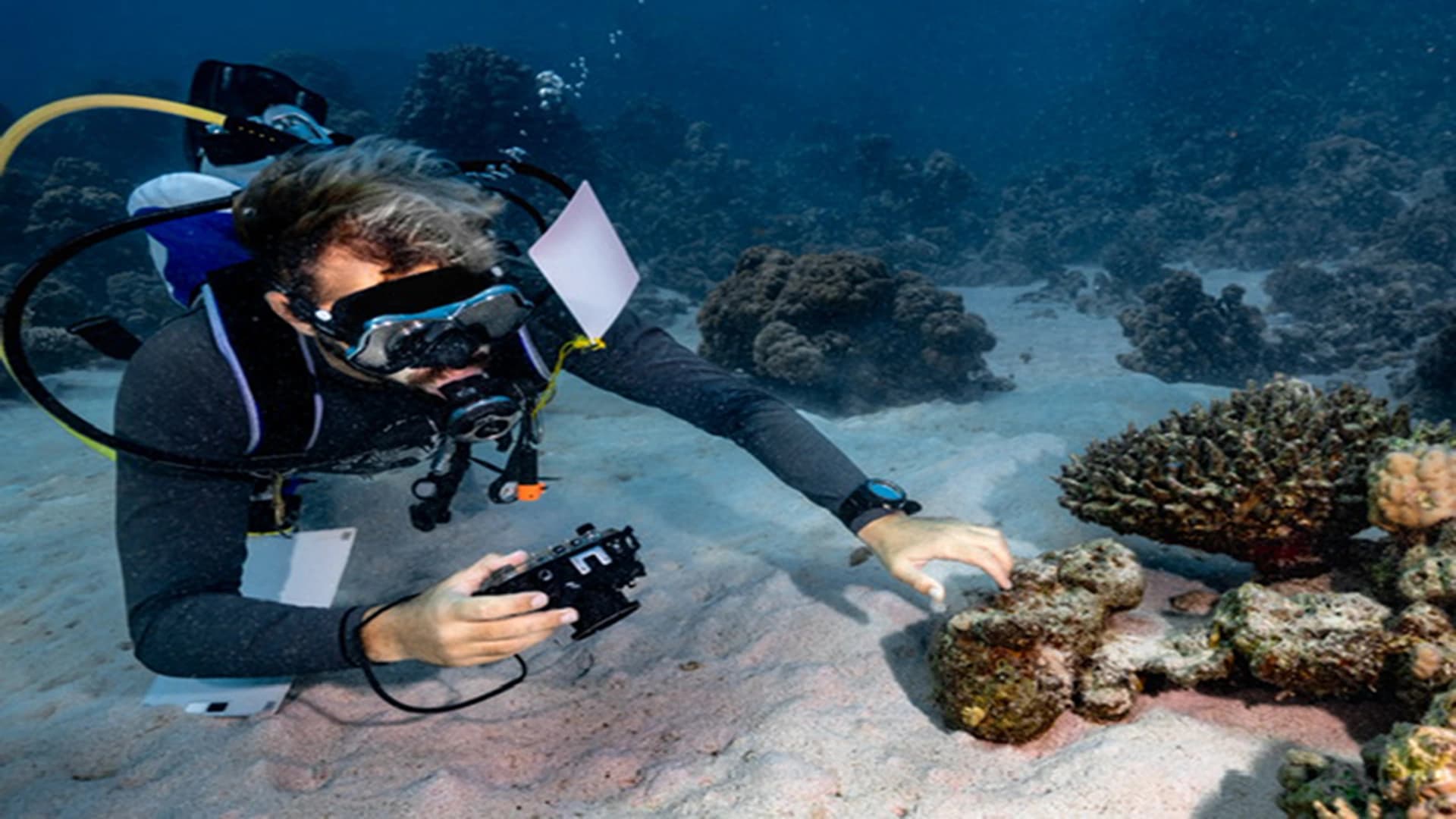 PADI Taucherlebnis – Sharm El Sheikh