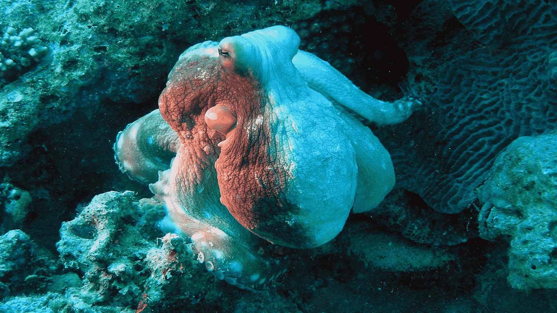 Sharm El Sheikh Shore Intro Diving Experience - Adventure tour - in Sharm El Sheikh - photo 4