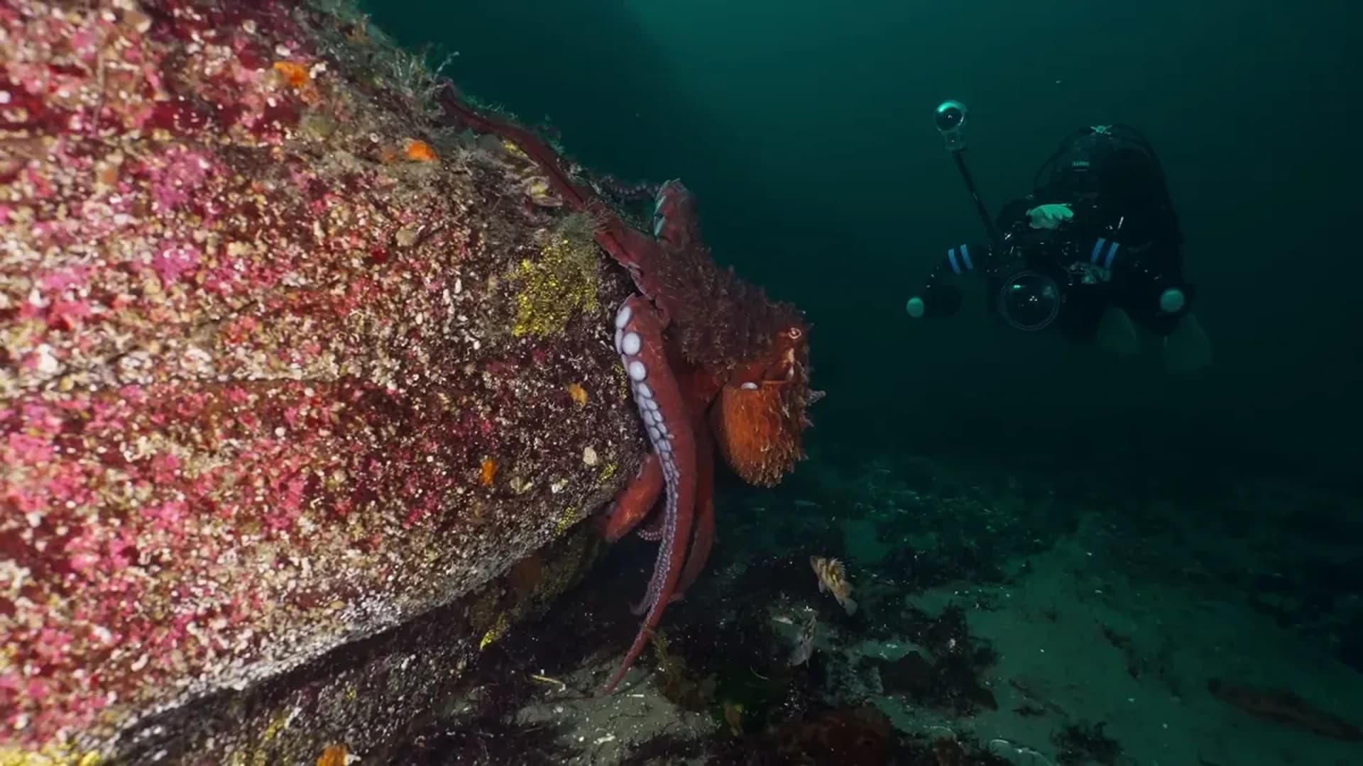 Sharm El Sheikh PADI Schnuppertauchen - Abenteuer-Tour - in Sharm El Sheikh - Bild 4