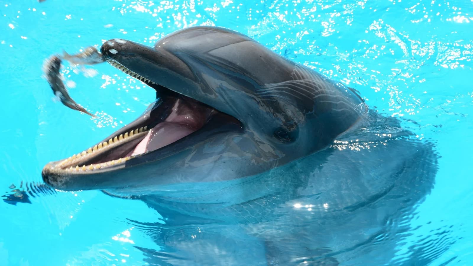 World Dolphin Day Cruise - Family tour - in Hurghada