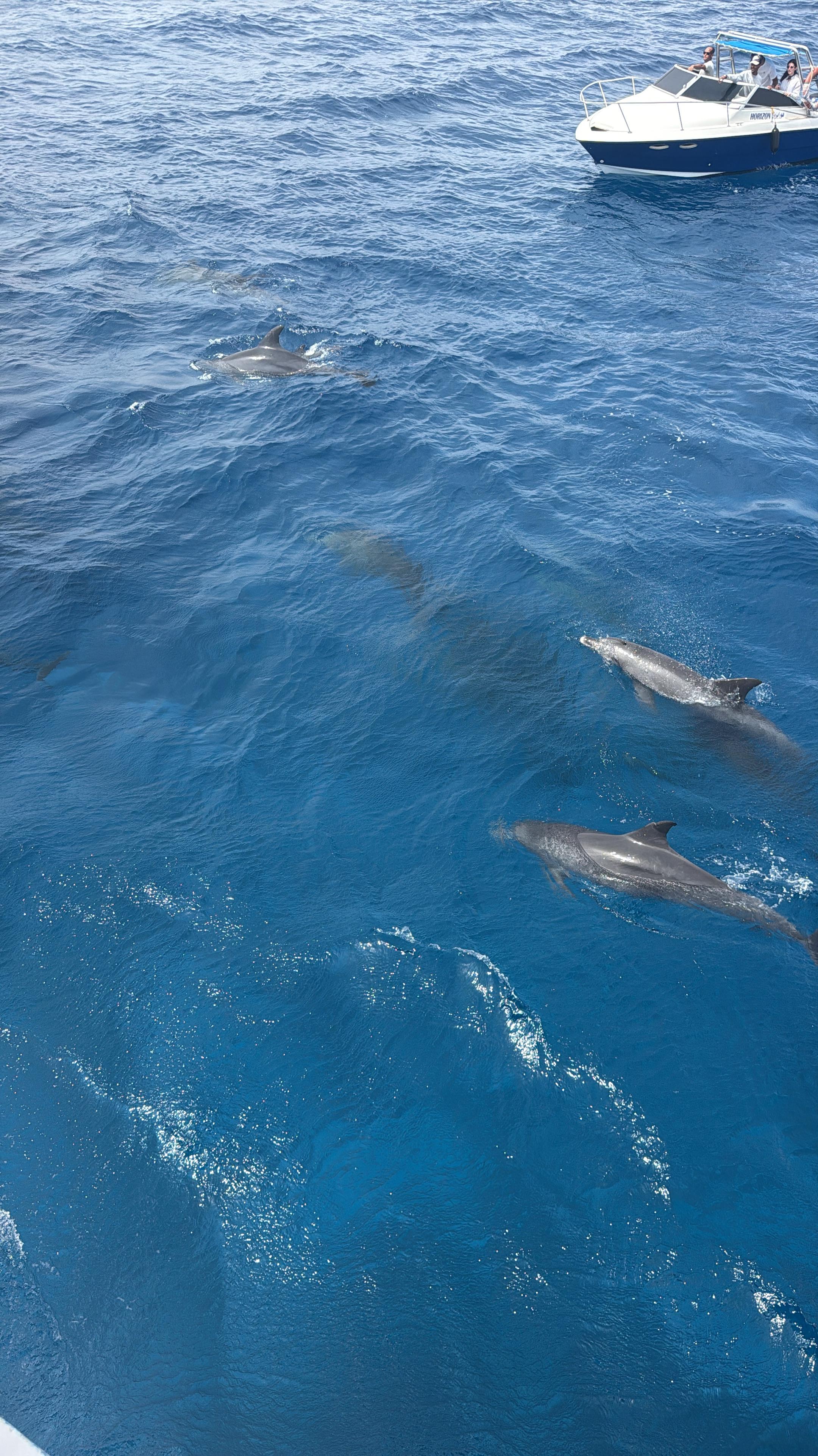 Dolphin House Hurghada | Snorkeling Trip with Dolphins