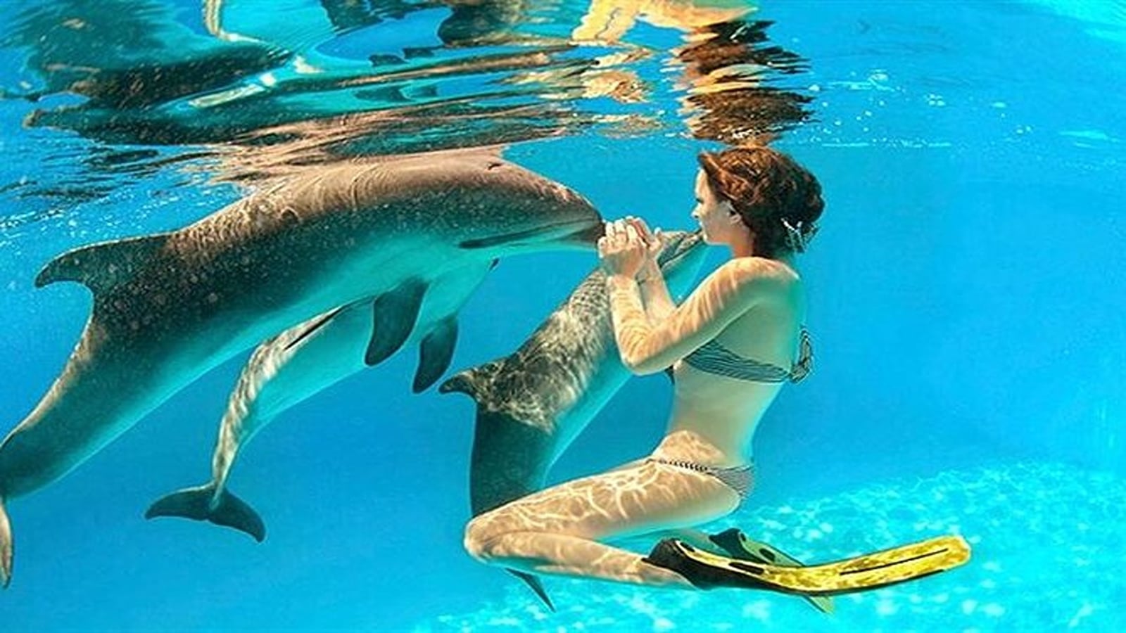 Sataya Dolphin Reef Marsa Alam | Wild Dolphin Swim - Adventure tour - in Marsa Alam - photo 1