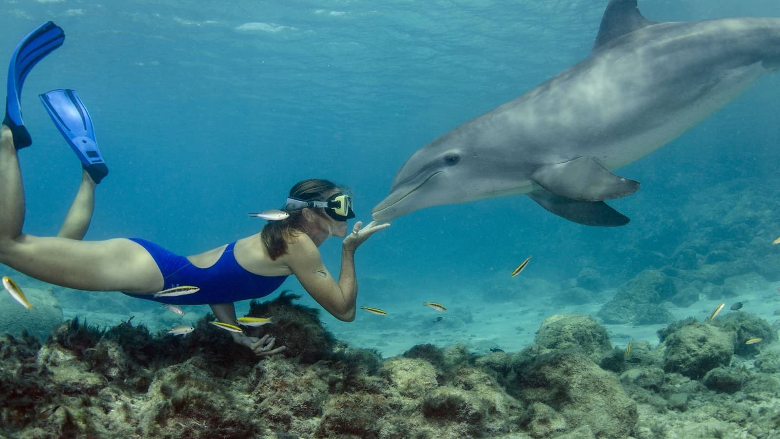 Samadai Dolphin House Marsa Alam | Dolphin Snorkeling Trip - Adventure tour - in Marsa Alam