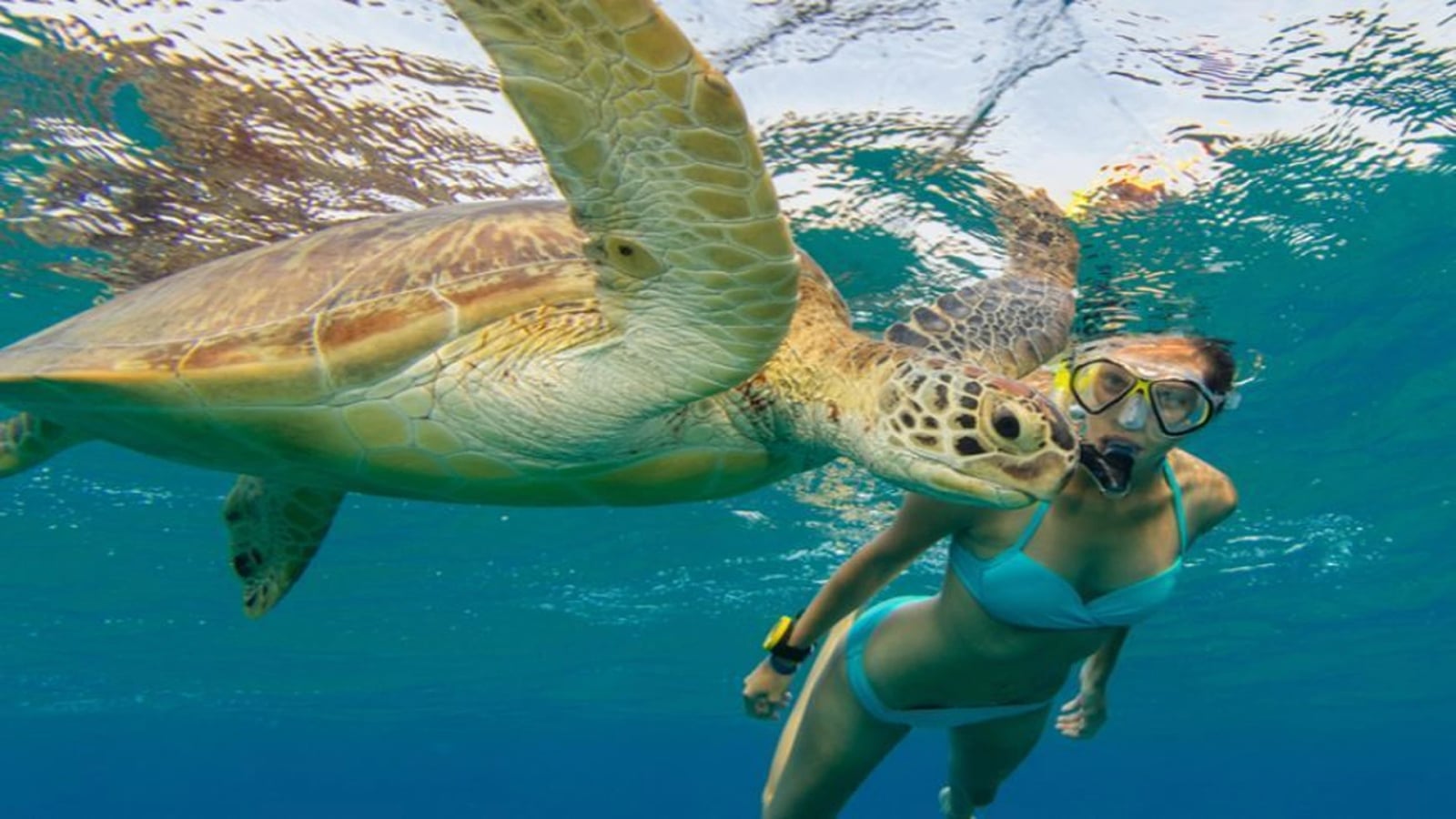 Abu Dabbab Dugong & Turtle Bay Marsa Alam | Snorkeling - Adventure tour - in Marsa Alam - photo 1