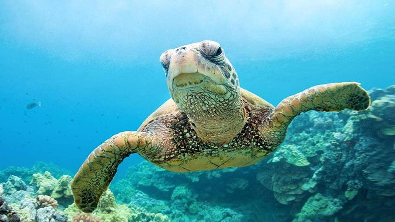 Hurghada vs Marsa Alam: Which to Choose